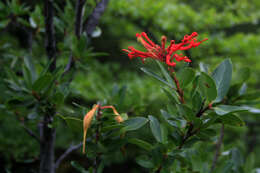 Imagem de Embothrium coccineum J. R. Forster & G. Forster