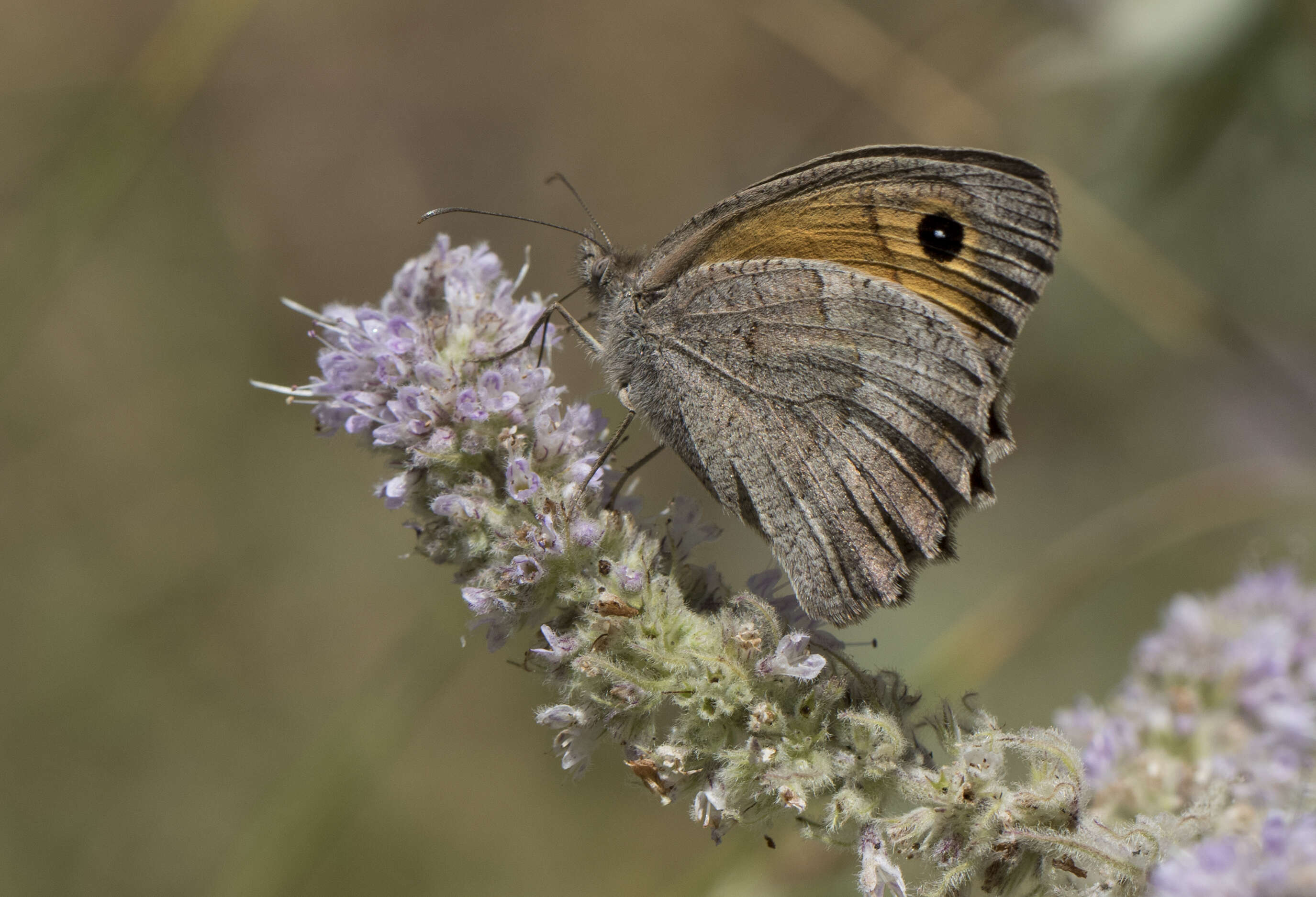 Слика од Hyponephele lupina