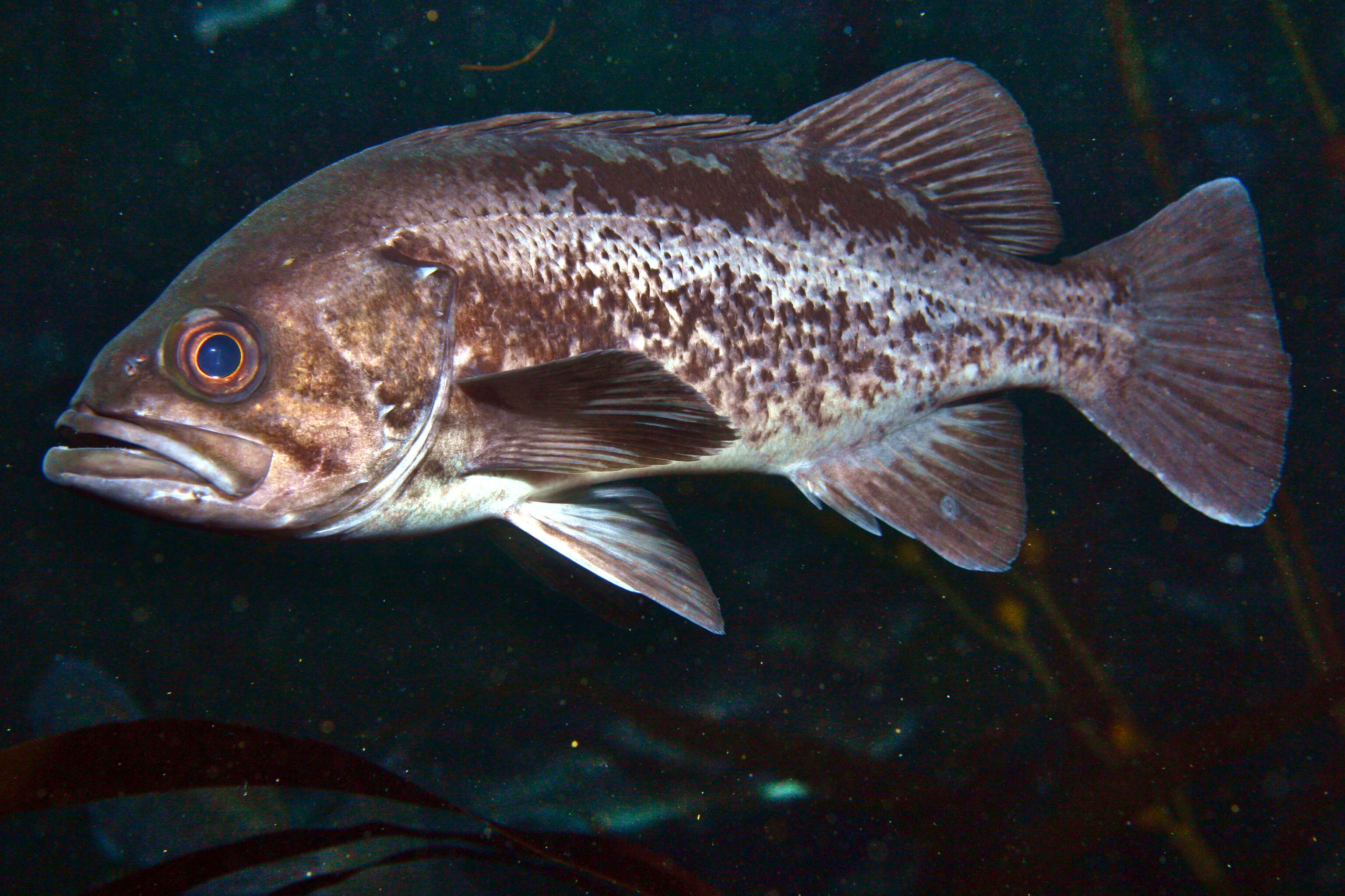 Image of Black rockfish