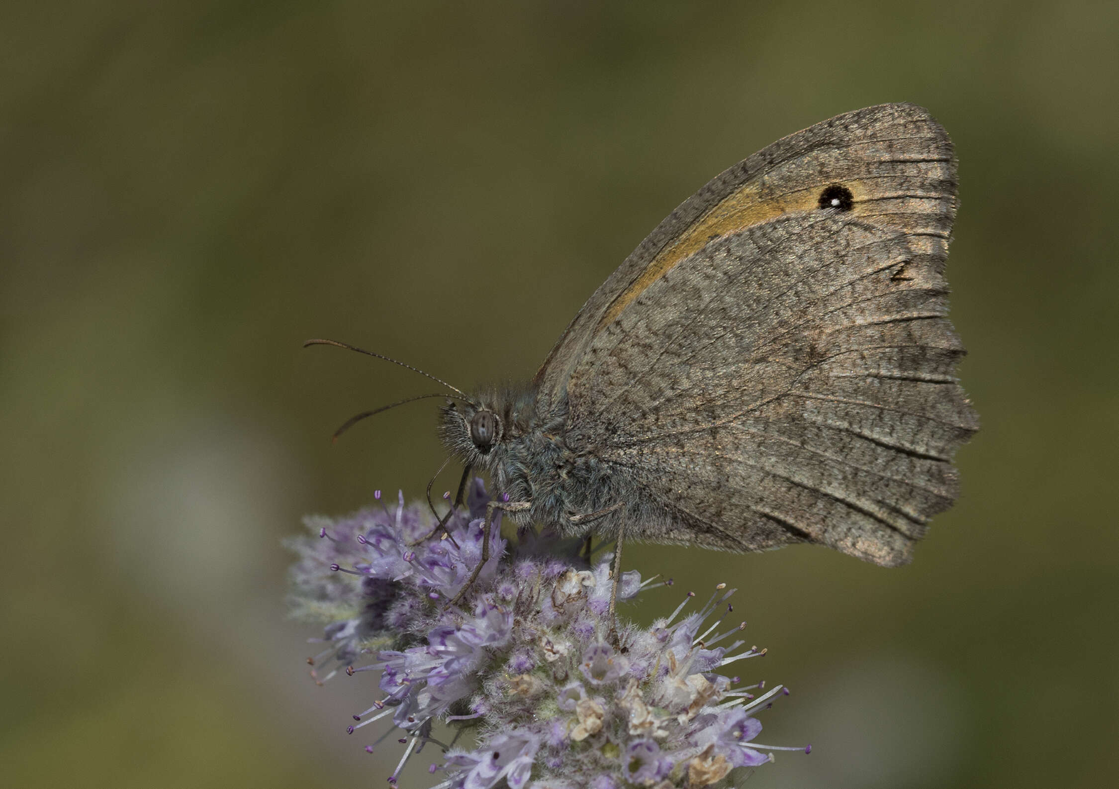 Слика од Hyponephele lupina