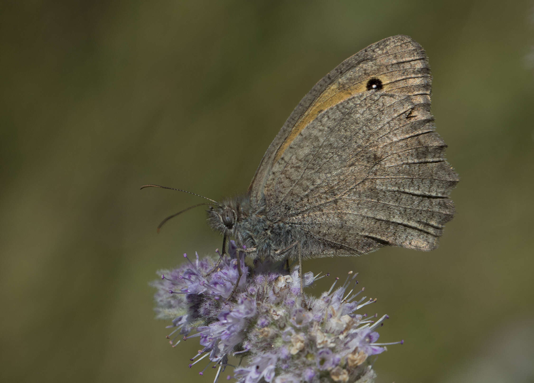 Слика од Hyponephele lupina