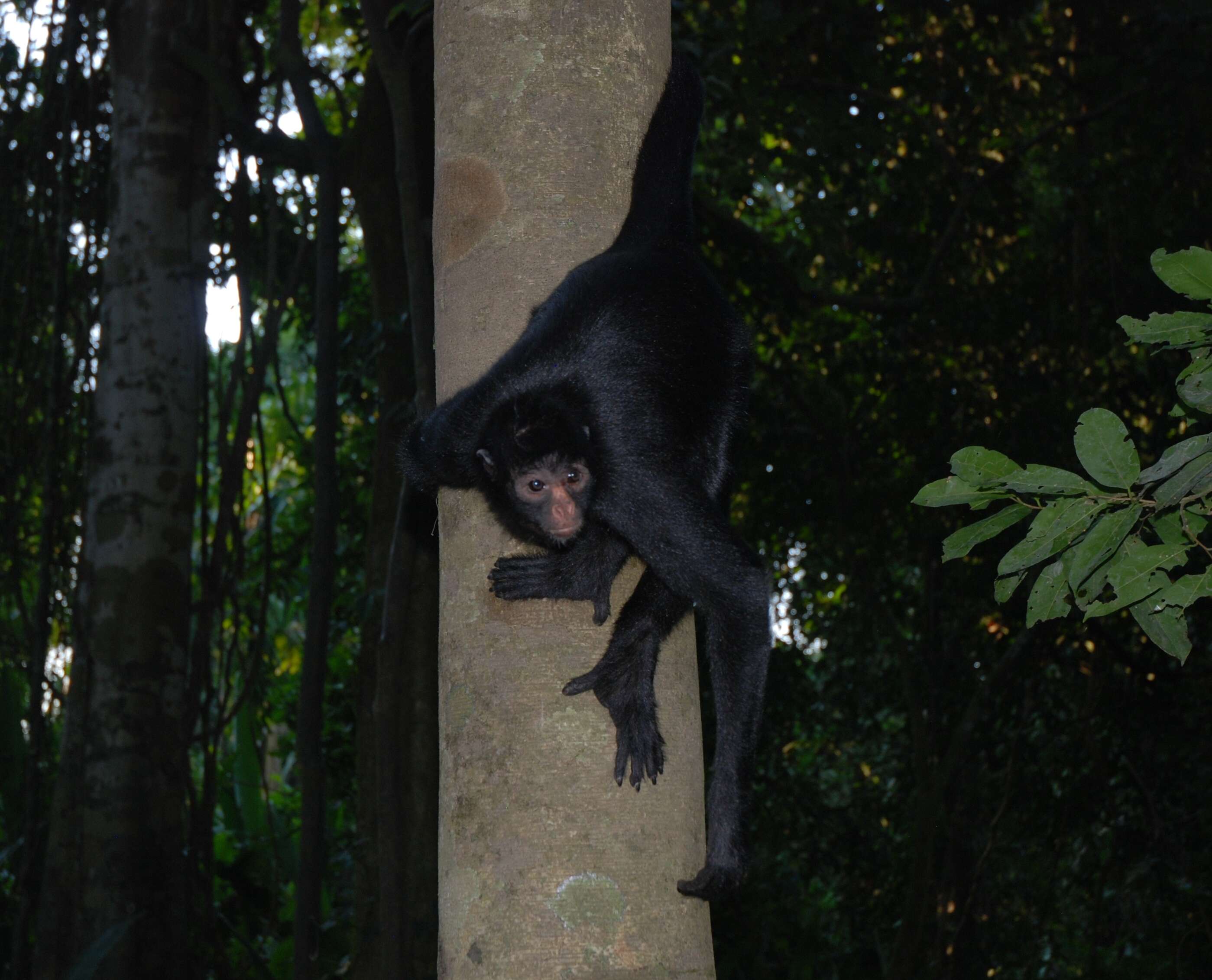 Image of Black-faced Black Spider Monkey