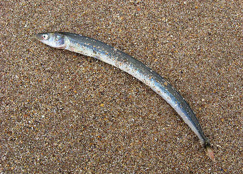 Image of raitts sand eel