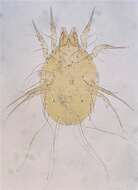 Image of Glycyphagus
