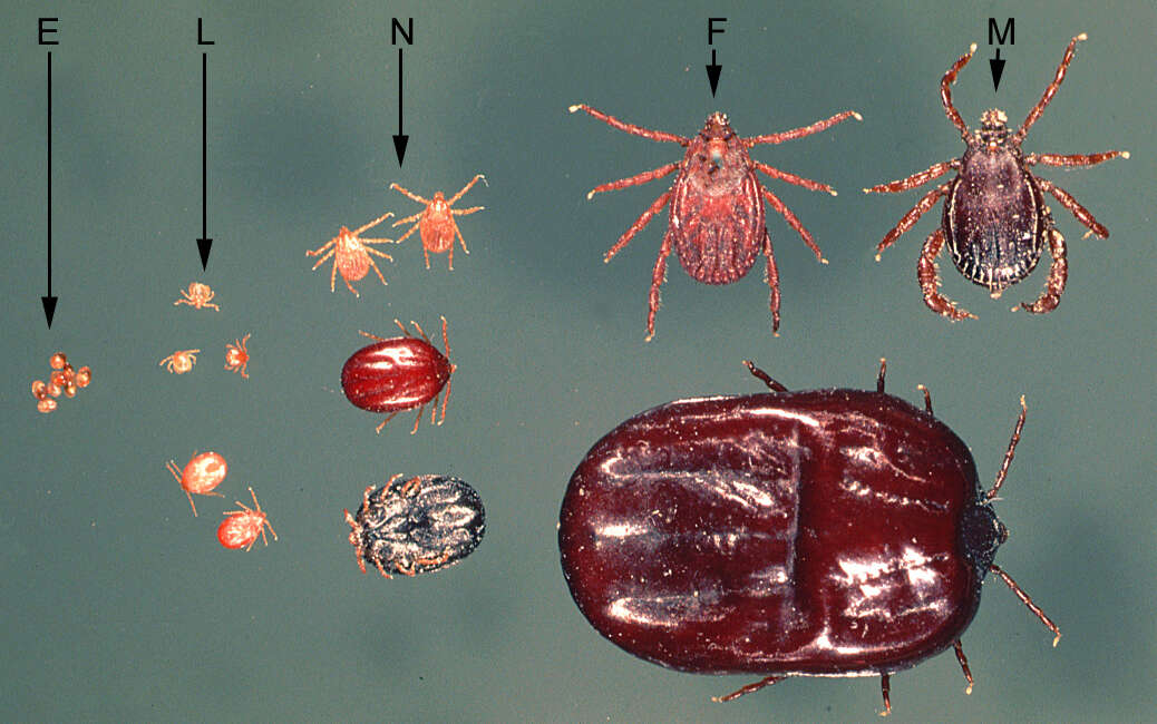 Rhipicephalus appendiculatus Neumann 1901的圖片