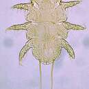 Sivun Myobia musculi kuva