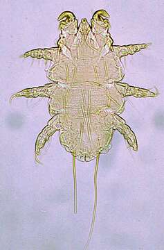 Image of Myobia musculi