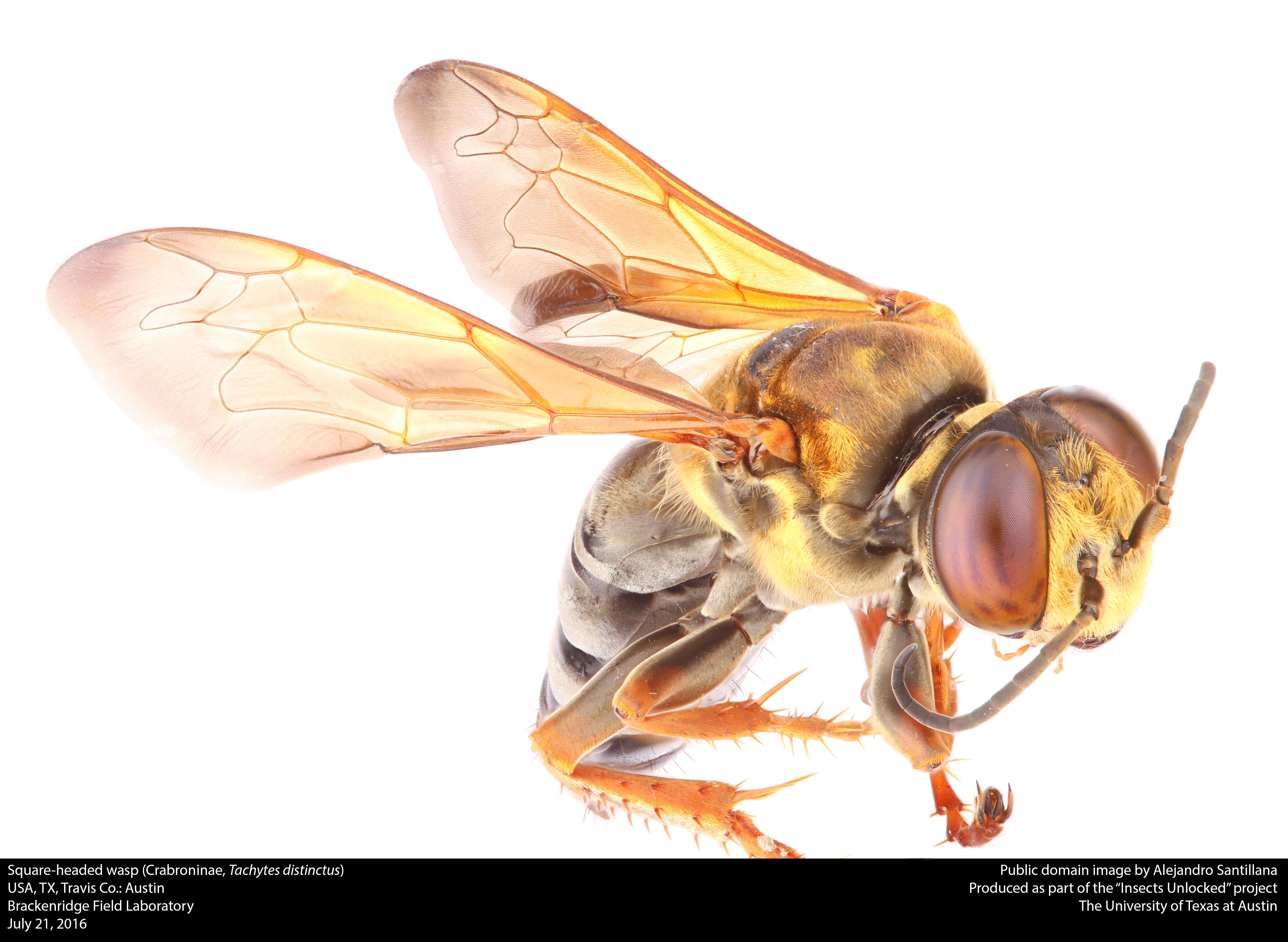 Plancia ëd Tachytes distinctus F. Smith 1856