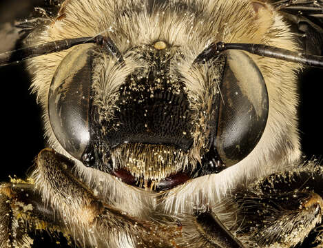 Image of California Anthophora