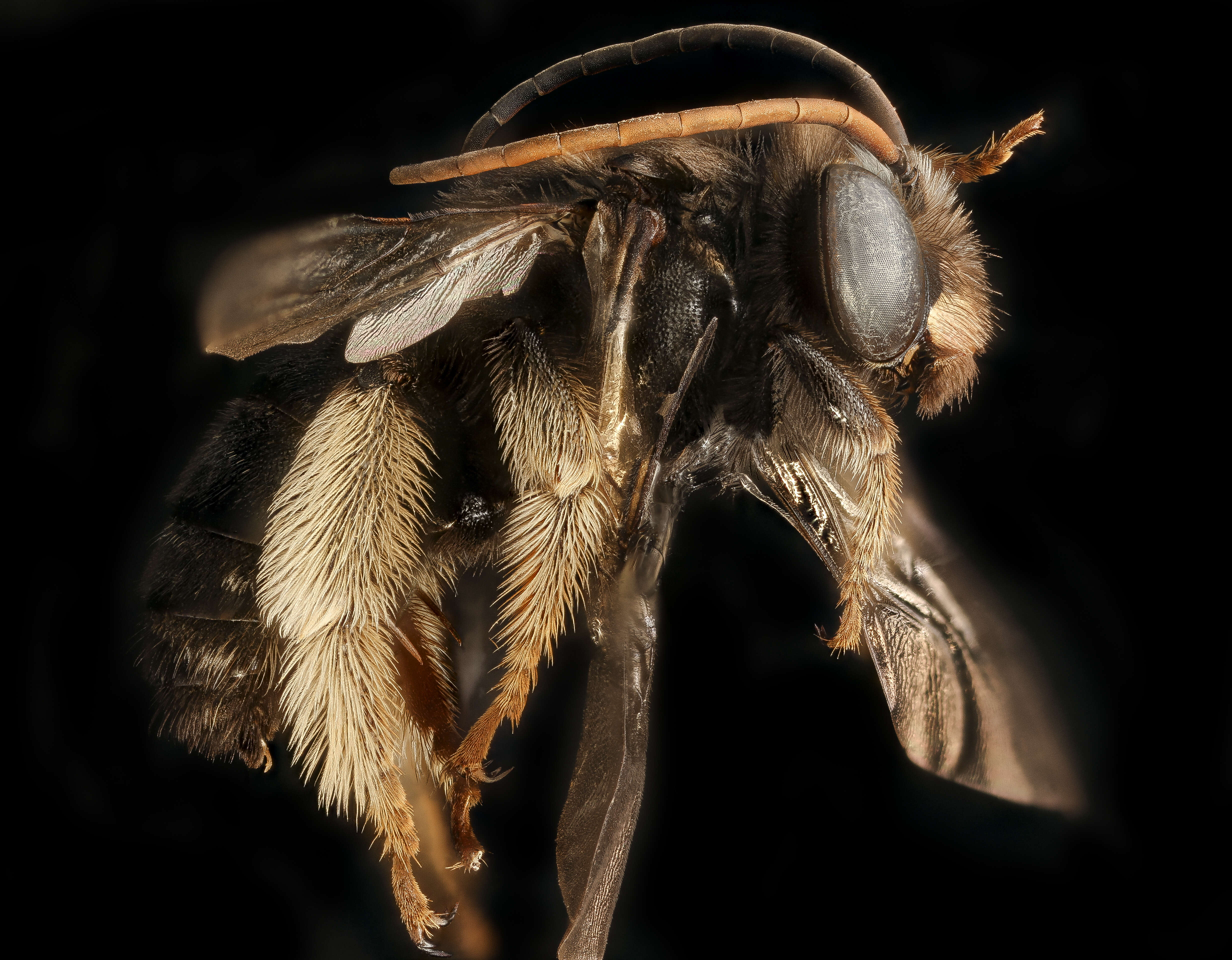 Image of Melissodes bimaculatus (Lepeletier 1825)