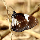 Image of Euploea radamanthus