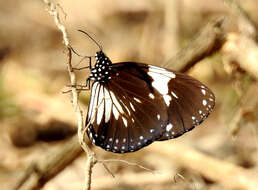 Image of Euploea radamanthus