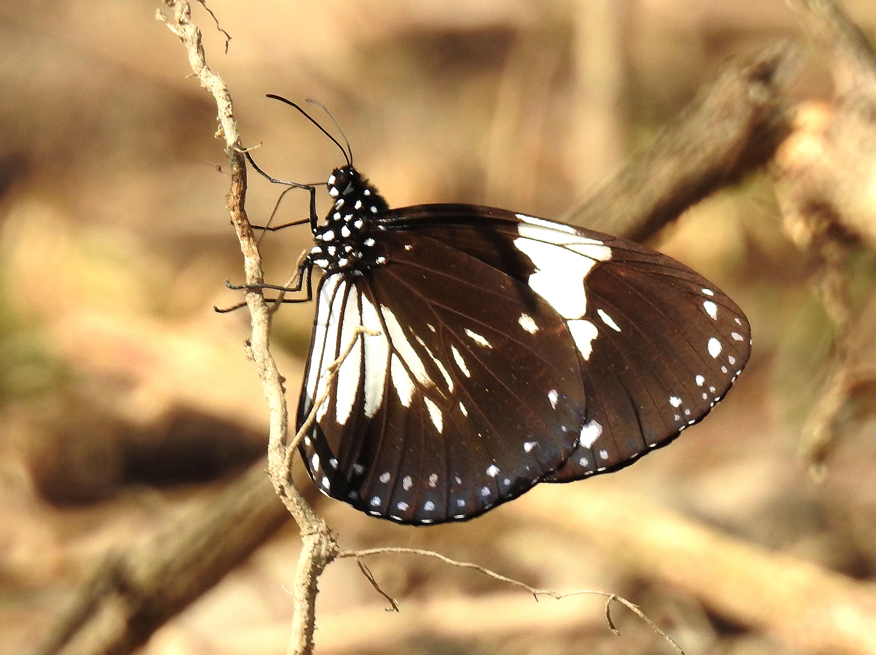 Image of Euploea radamanthus