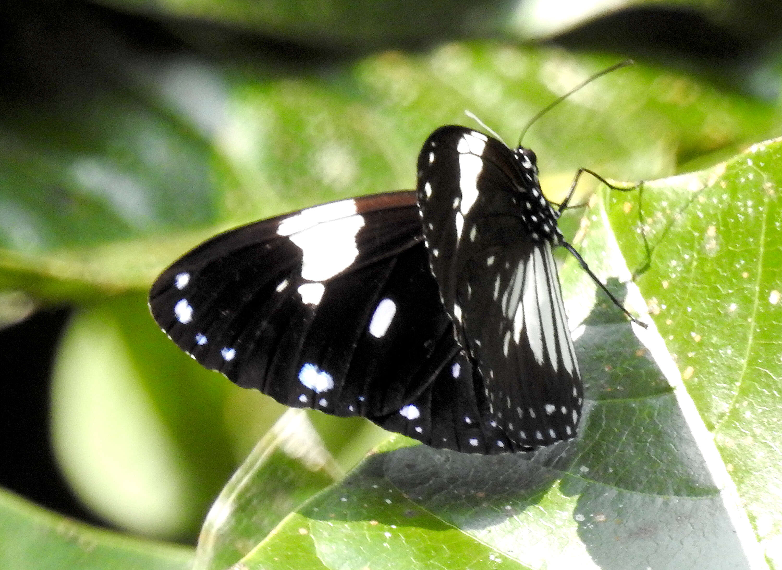 Image of Euploea radamanthus