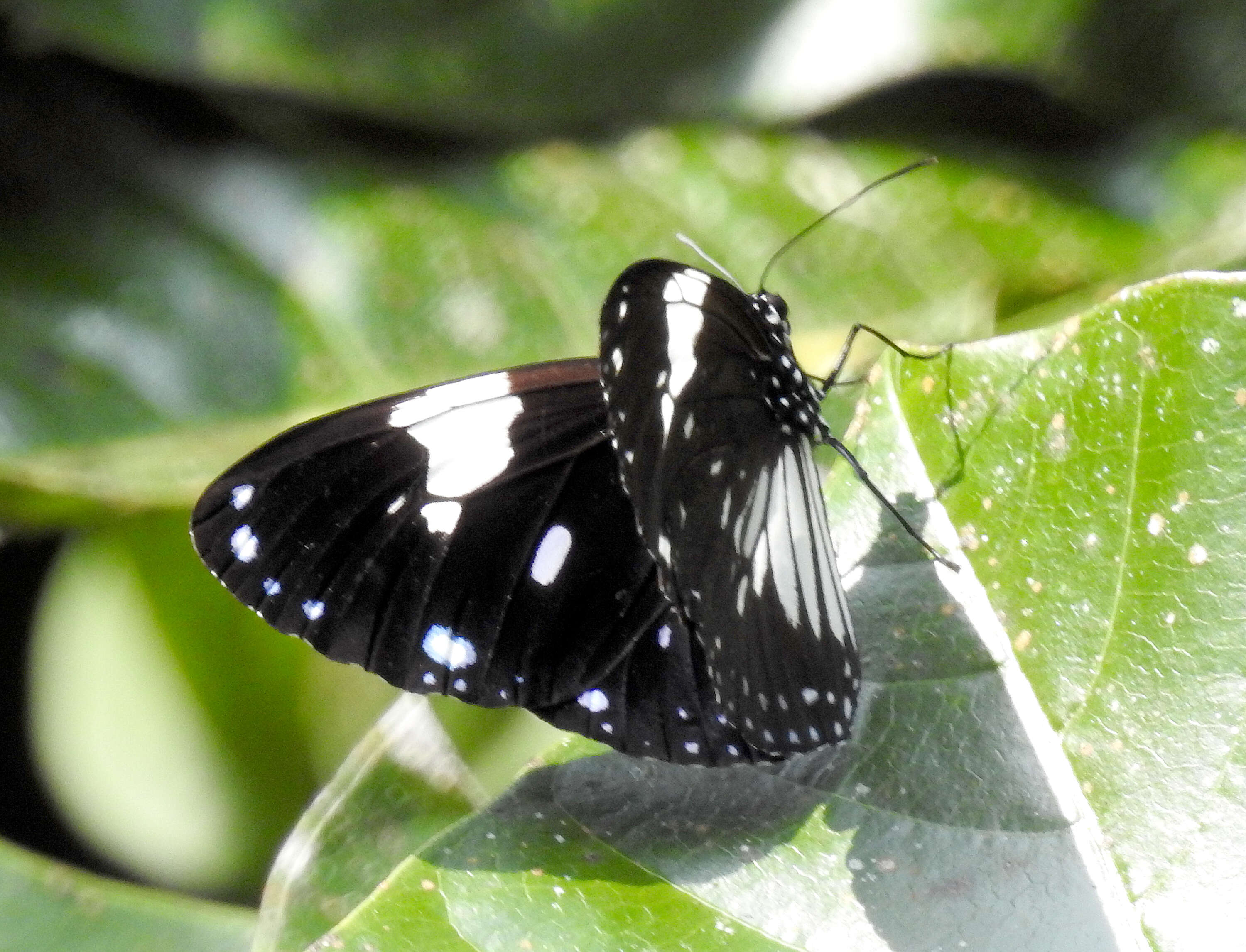 Image of Euploea radamanthus