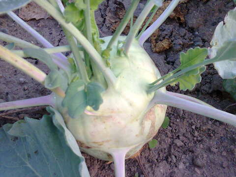 Image of kohlrabi