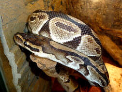 Image of Ball Python