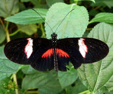 Image of Heliconius hortense Guérin-Ménéville (1829)