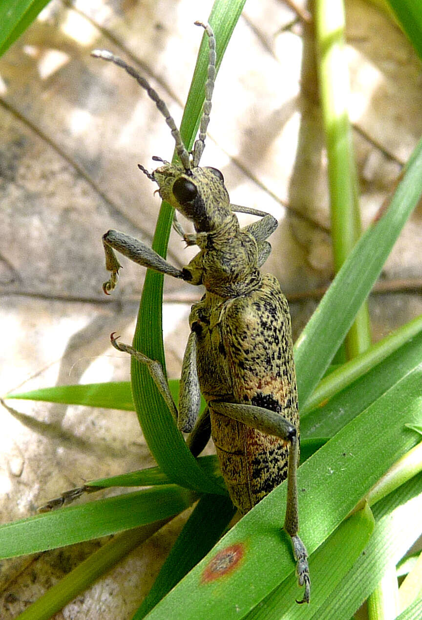 Image of Rhagium inquisitor (Linné 1758)