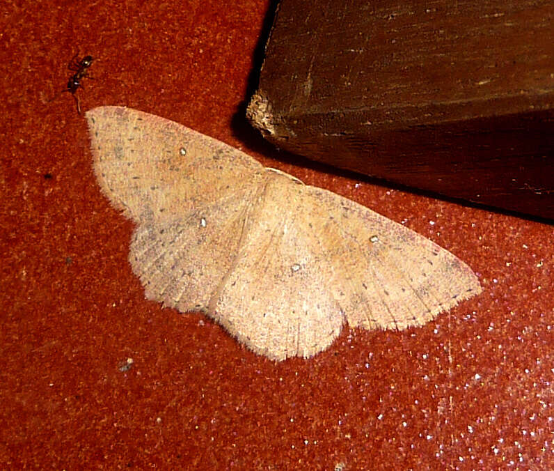 Imagem de Cyclophora porata Fabricius