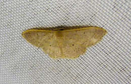 Слика од Scopula incanata Linnaeus 1758