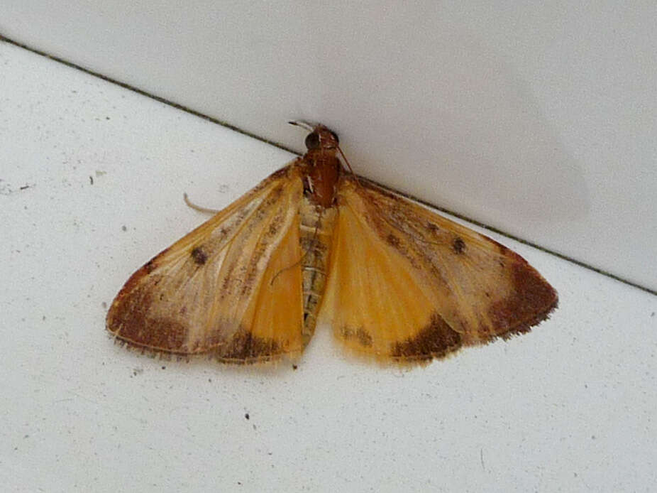 Image of Moth