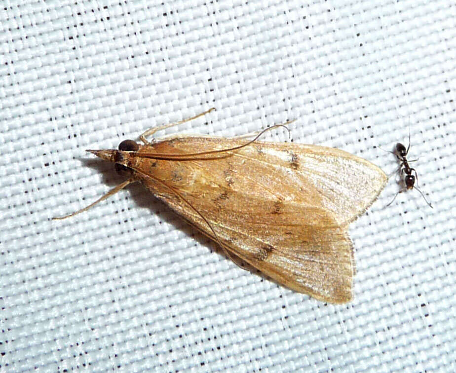 Image of Moth