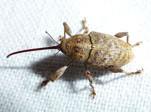 Image of Weevil