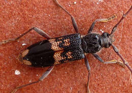 Image of Eucalyptus longhorn borer