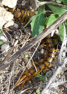 Image of Mediterranean banded centipede