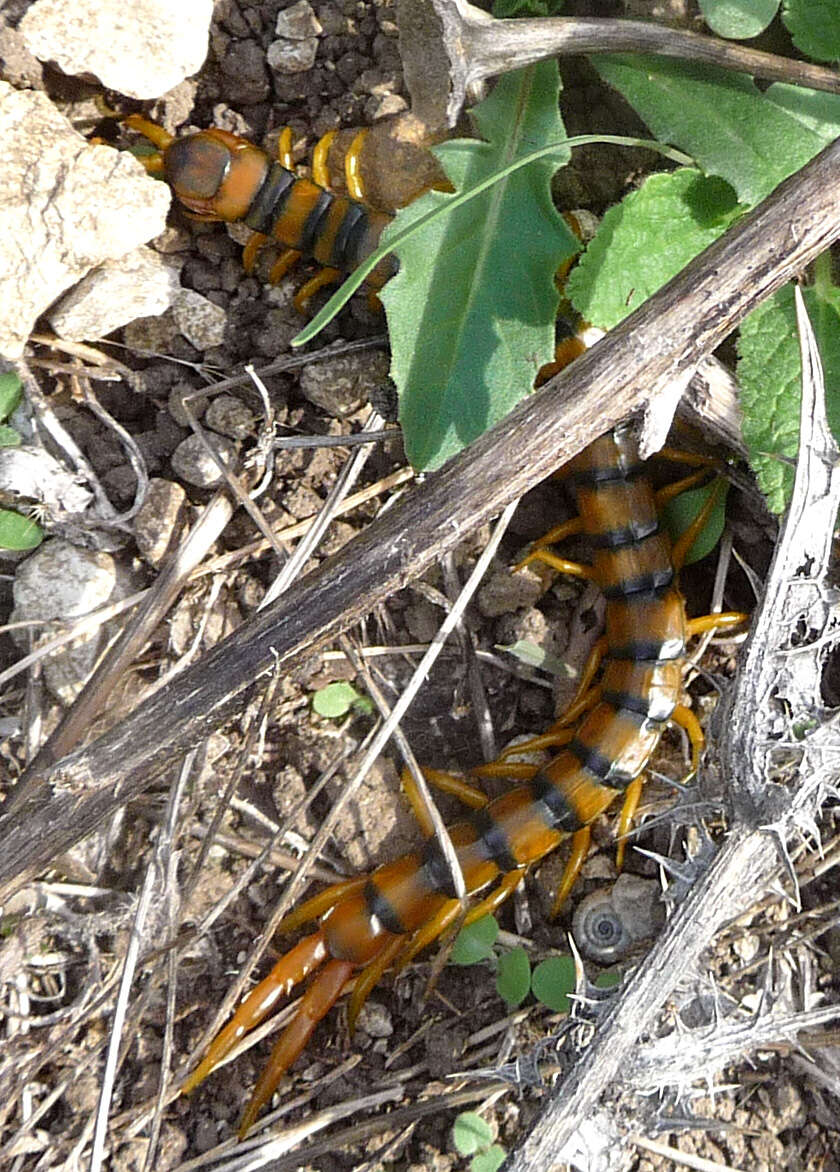 Image of Mediterranean Banded Centipede