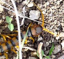 Image of Mediterranean Banded Centipede