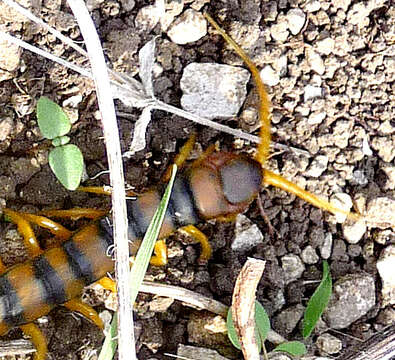 Image of Mediterranean banded centipede