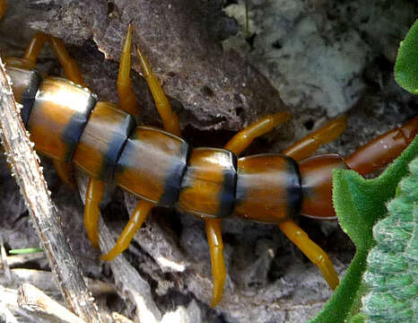 Image of Mediterranean banded centipede