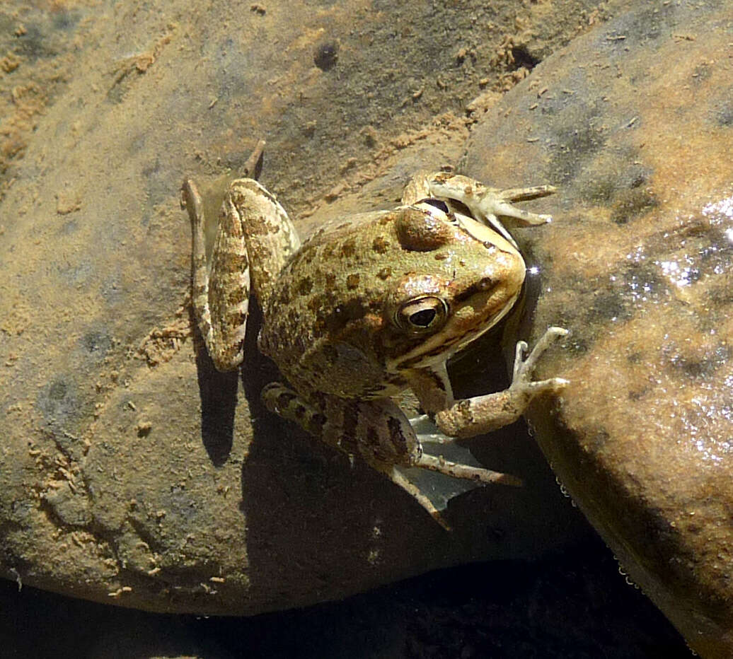 Image of Perez's Frog