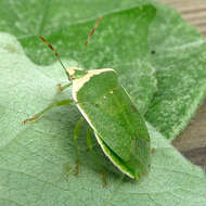 Image of Southern green stink bug