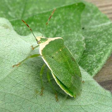 Image of Southern green stink bug