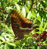 Image of Two-tailed Pasha