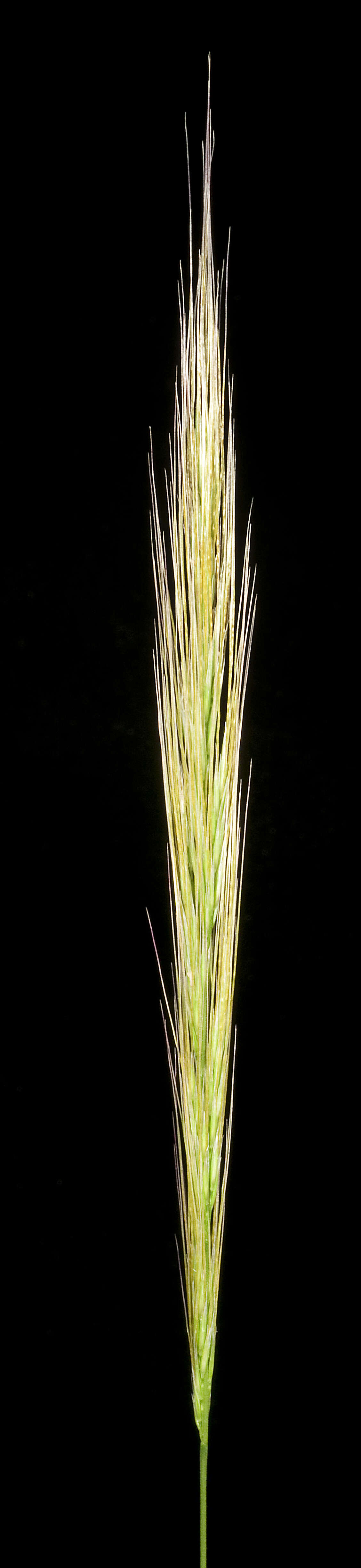 Image of clovenfoot plumegrass