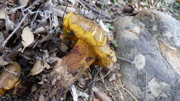 Image of Red-cracking Bolete