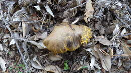 Image of Red-cracking Bolete