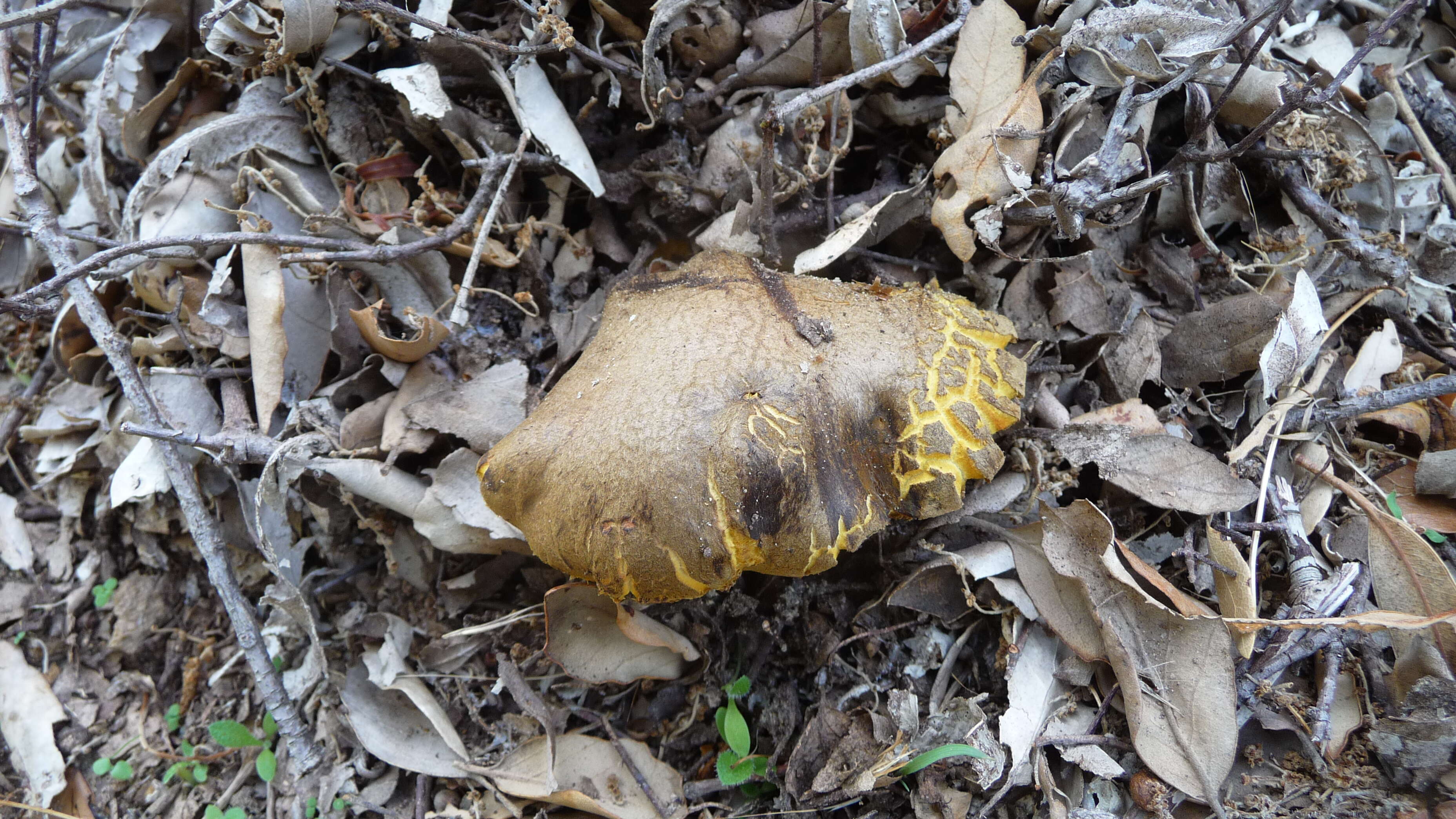 Image of Red-cracking Bolete