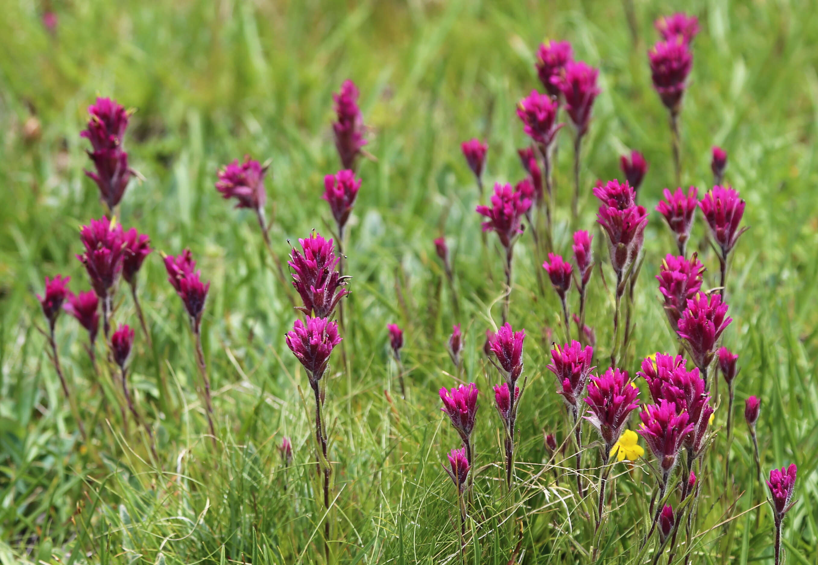 Image of Lemmon's Indian paintbrush