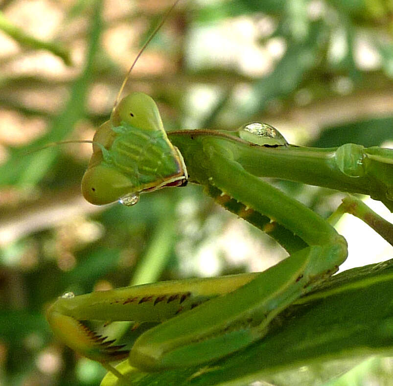 Image of African mantis