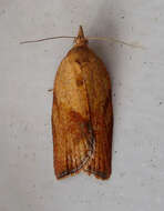 Image of Light brown apple moth