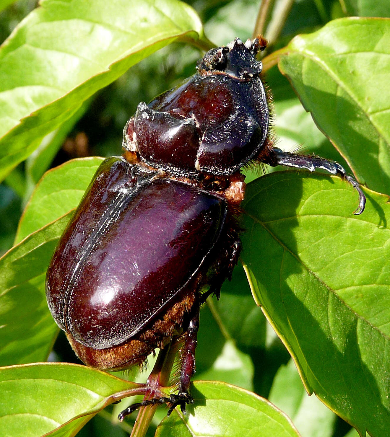 Image of European rhinoceros beetle