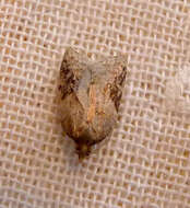 Image of strawberry tortrix moth