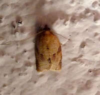 Image of Light brown apple moth