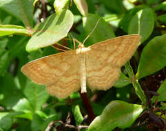 صورة Idaea serpentata Hüfnagel 1767