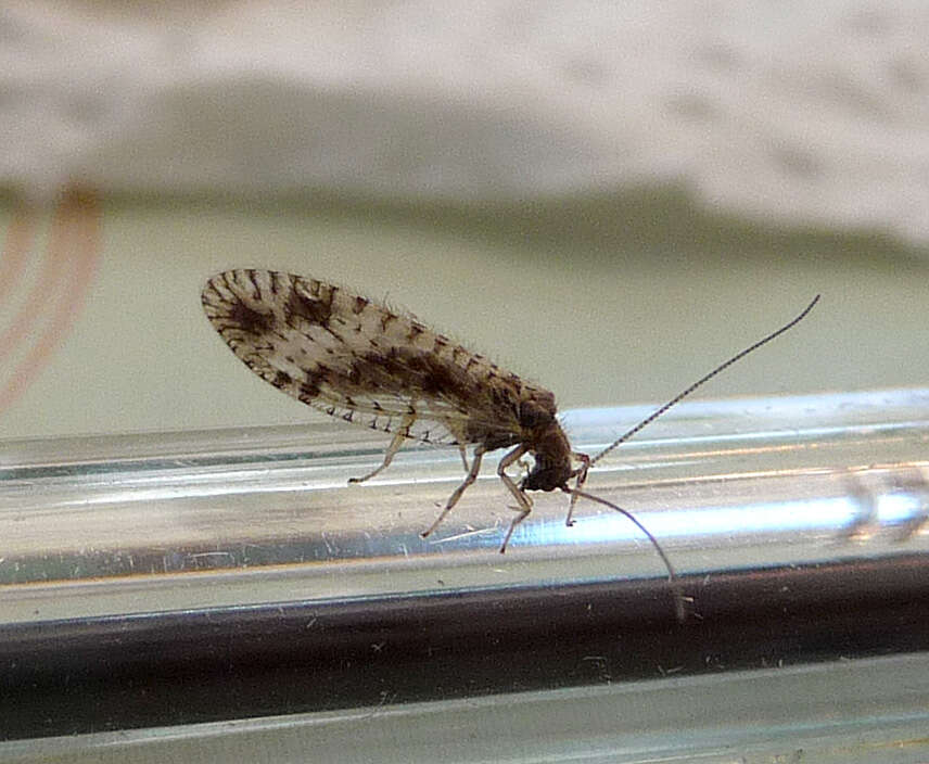 Image of Brown lacewing